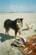 Grace am Strand von St. Peter Ording