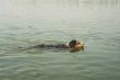 Grace als kleiner Seehund in der Nordsee