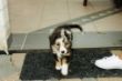 Grace Puppy001.jpg