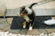 Grace Puppy002.jpg