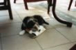 Grace Puppy003.jpg