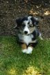 Grace Puppy004.jpg