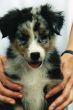 Grace Puppy005.jpg