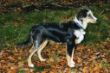 Grace ca. 12 Wochen Scanner.jpg