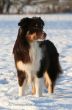 Doggies im Schnee 6.1. 2009 091.jpg