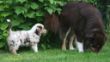 Ginger und Mave Welpen 18. 6. 2008 257.jpg