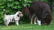 Ginger und Mave Welpen 18. 6. 2008 257.jpg