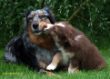 Ginger und Mave Welpen 18. 6. 2008 016.jpg