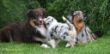 Ginger und Mave Welpen 18. 6. 2008 058.jpg