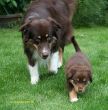 Ginger und Mave Welpen 18. 6. 2008 200.jpg