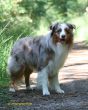 Doggies im Wald 23.7.2008 098.jpg